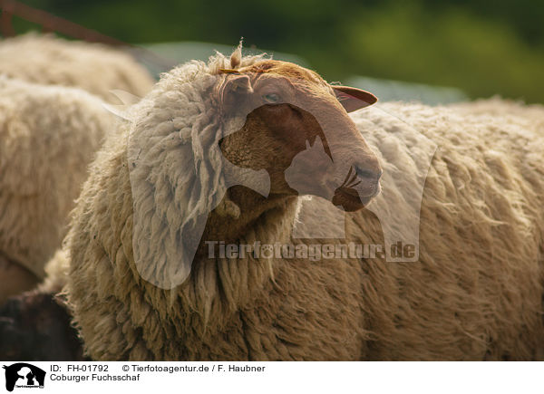 Coburger Fuchsschaf / Coburg Fox Sheep / FH-01792