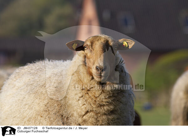 Coburger Fuchsschaf / Coburg Fox Sheep / JM-07128