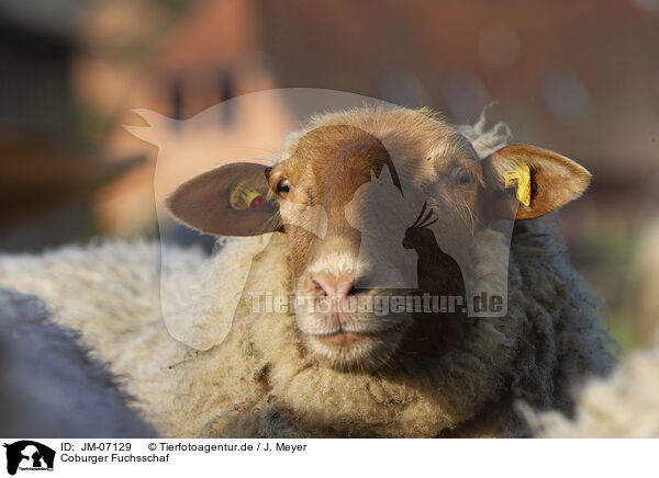 Coburger Fuchsschaf / Coburg Fox Sheep / JM-07129