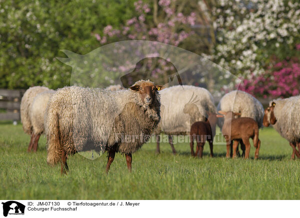 Coburger Fuchsschaf / Coburg Fox Sheep / JM-07130