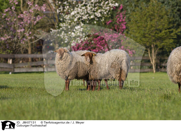 Coburger Fuchsschaf / Coburg Fox Sheep / JM-07131