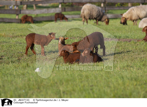 Coburger Fuchsschaf / Coburg Fox Sheep / JM-07133