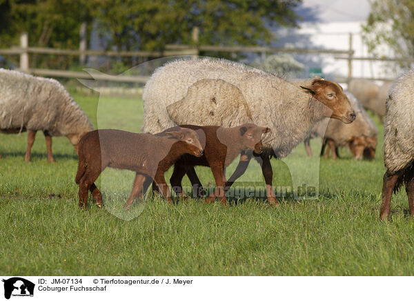 Coburger Fuchsschaf / Coburg Fox Sheep / JM-07134