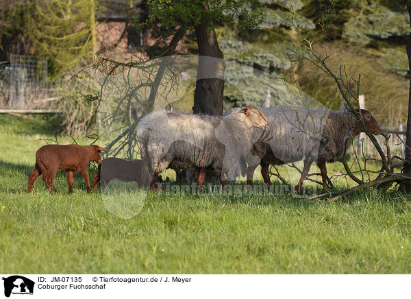 Coburger Fuchsschaf / Coburg Fox Sheep / JM-07135