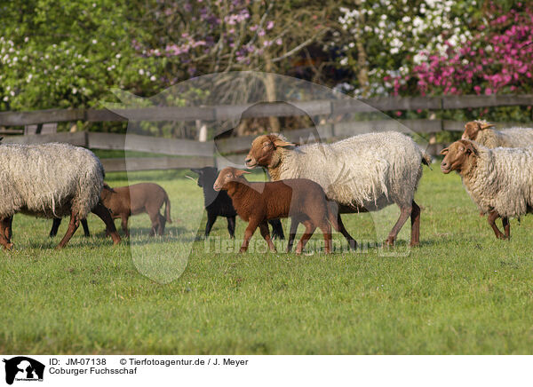 Coburger Fuchsschaf / Coburg Fox Sheep / JM-07138