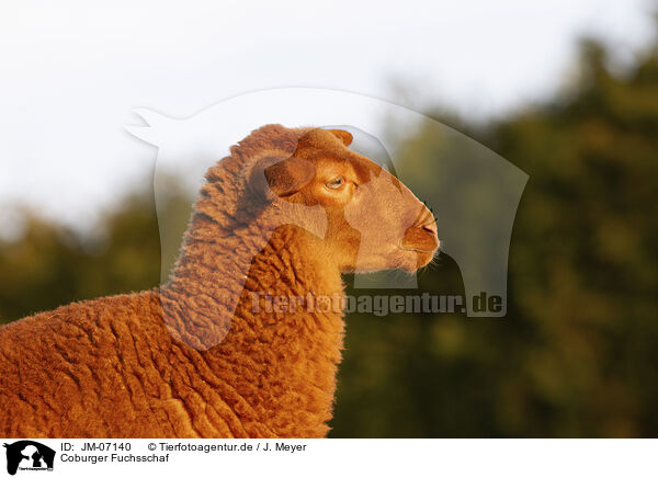 Coburger Fuchsschaf / Coburg Fox Sheep / JM-07140