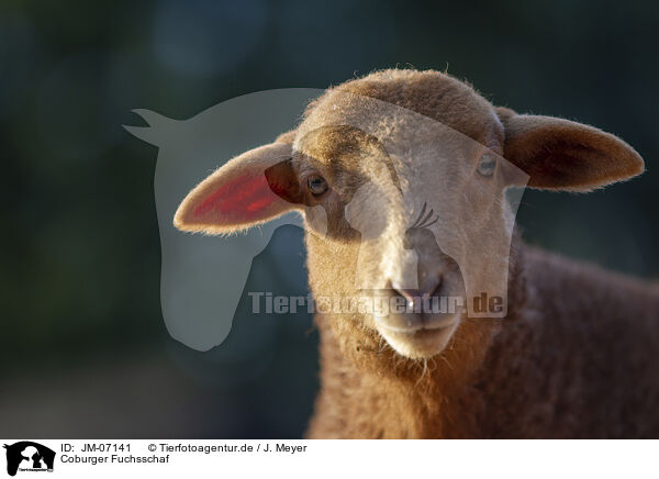 Coburger Fuchsschaf / Coburg Fox Sheep / JM-07141