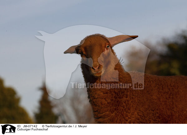 Coburger Fuchsschaf / Coburg Fox Sheep / JM-07142