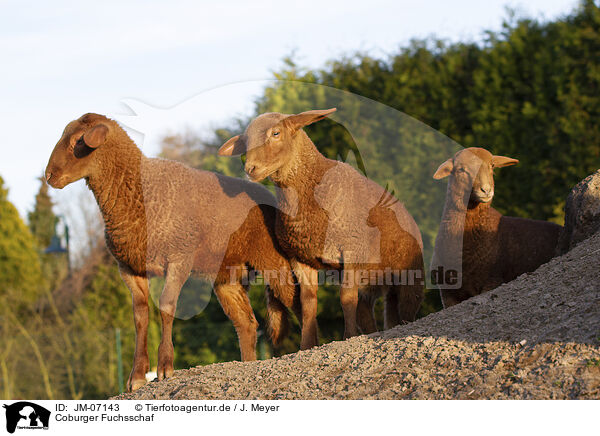 Coburger Fuchsschaf / Coburg Fox Sheep / JM-07143