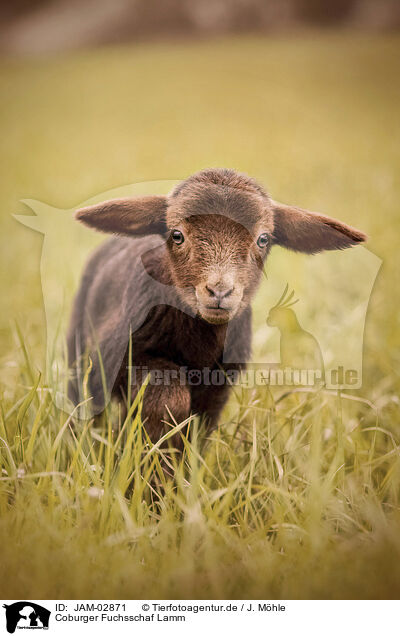 Coburger Fuchsschaf Lamm / Coburg Fox Sheep Lamb / JAM-02871
