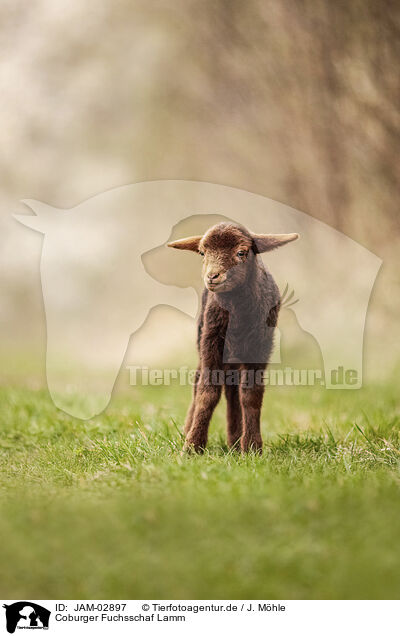 Coburger Fuchsschaf Lamm / Coburg Fox Sheep Lamb / JAM-02897
