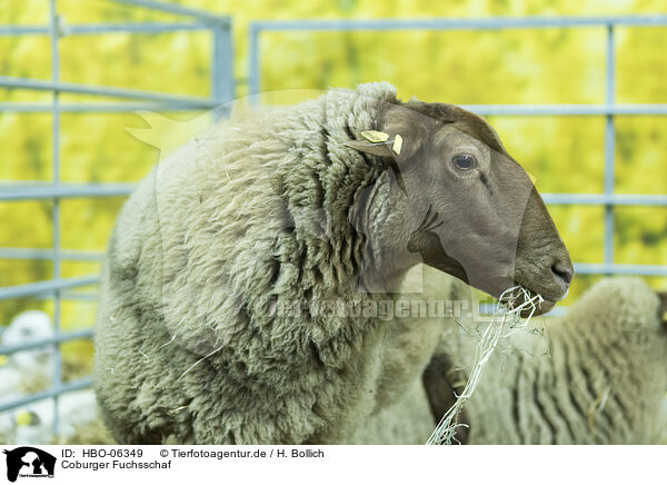 Coburger Fuchsschaf / Coburg Fox Sheep / HBO-06349