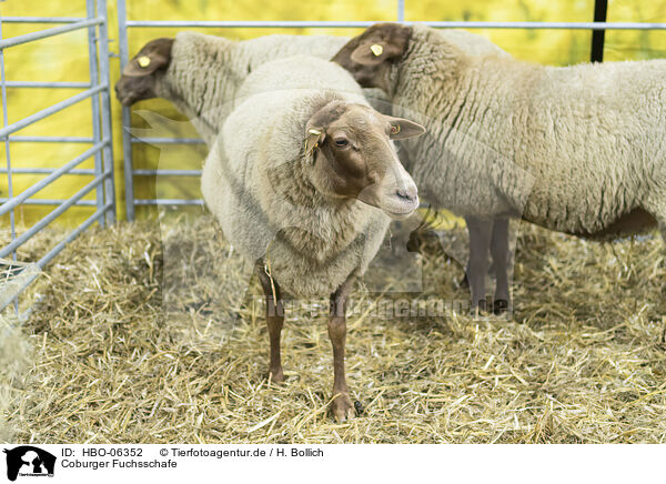 Coburger Fuchsschafe / Coburg Fox Sheeps / HBO-06352