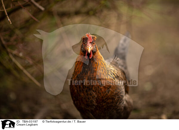 Cream Legbarn / Cream Legbar / TBA-03197