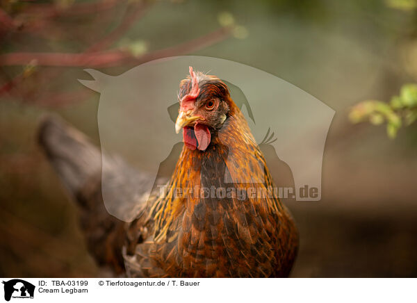 Cream Legbarn / Cream Legbar / TBA-03199