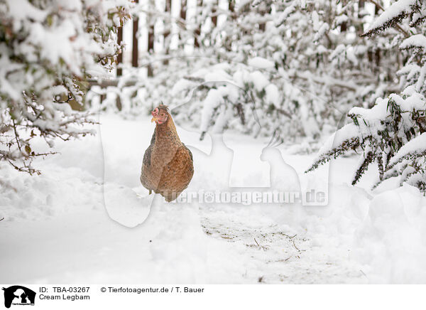 Cream Legbarn / Cream Legbar / TBA-03267