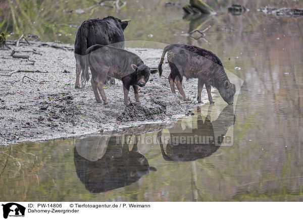 Dahomey-Zwergrinder / Dahomey dwarf cattle / PW-14806