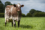 Dairy Shorthorn