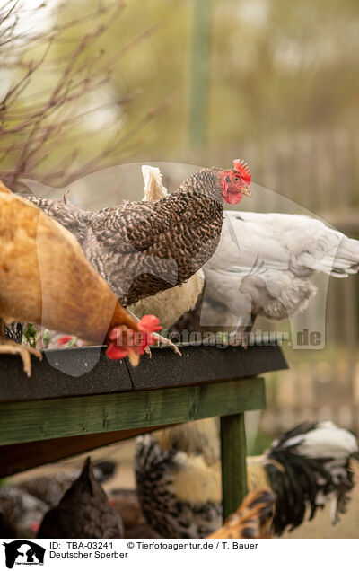 Deutscher Sperber / TBA-03241