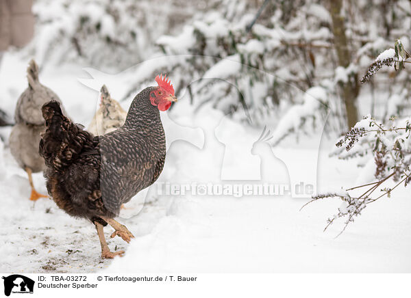 Deutscher Sperber / German Sperber / TBA-03272