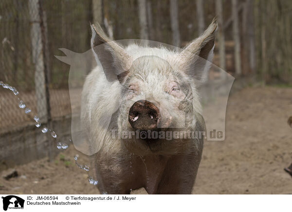 Deutsches Mastschwein / JM-06594