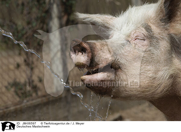 Deutsches Mastschwein / German Porker / JM-06597