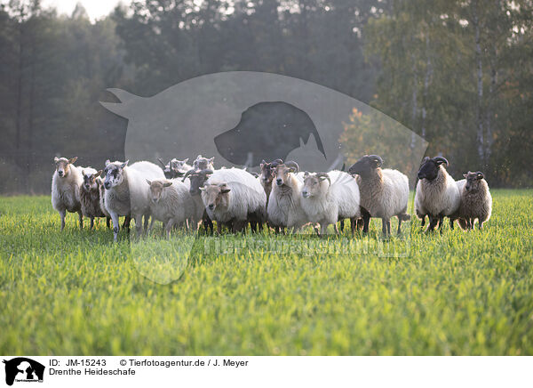 Drenthe Heideschafe / JM-15243