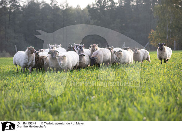 Drenthe Heideschafe / JM-15244