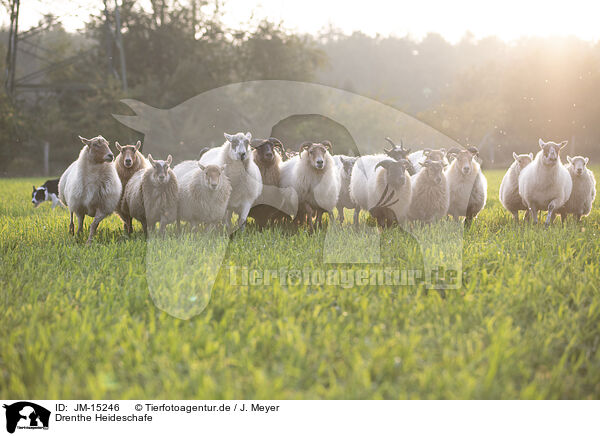 Drenthe Heideschafe / Drenthe sheeps / JM-15246