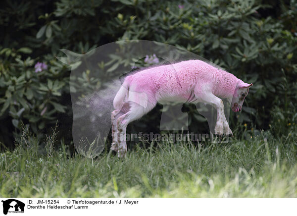 Drenthe Heideschaf Lamm / Drenthe sheep lamb / JM-15254