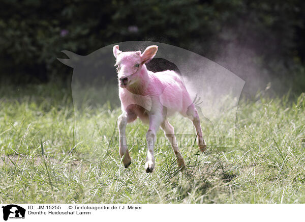 Drenthe Heideschaf Lamm / Drenthe sheep lamb / JM-15255