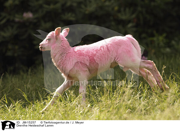Drenthe Heideschaf Lamm / JM-15257