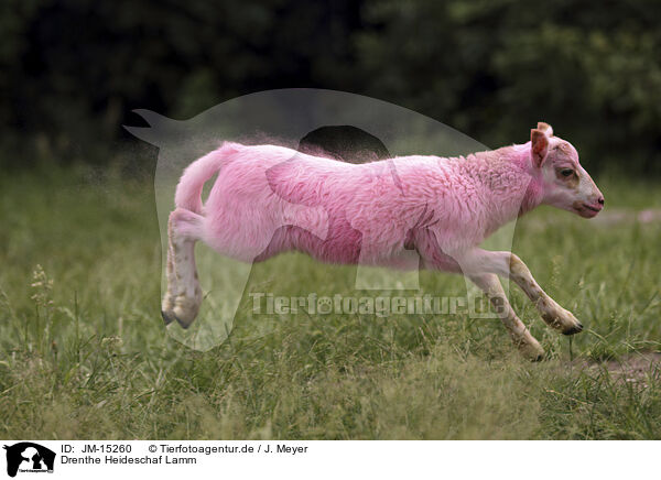 Drenthe Heideschaf Lamm / Drenthe sheep lamb / JM-15260