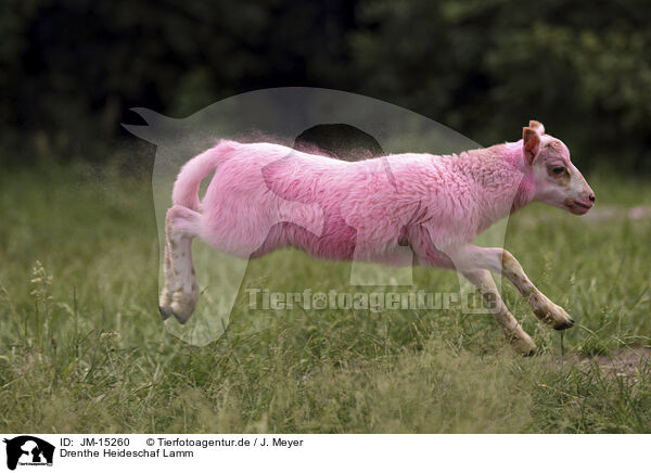 Drenthe Heideschaf Lamm / JM-15260