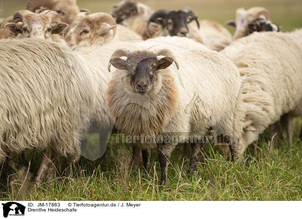 Drenthe Heideschafe / Drents sheeps / JM-17863