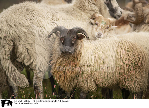 Drenthe Heideschafe / Drents sheeps / JM-17865