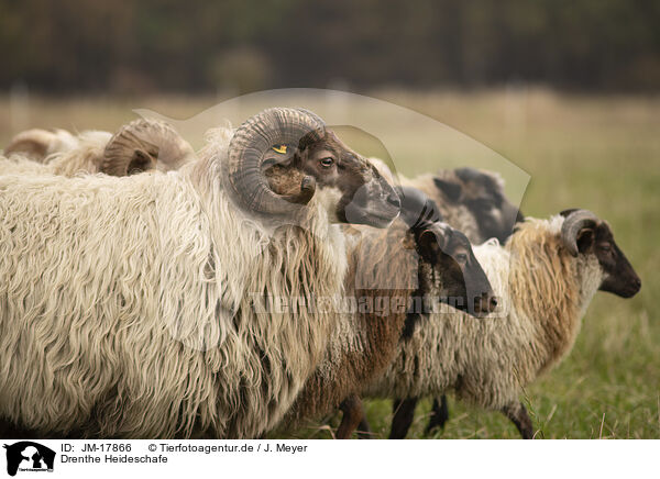 Drenthe Heideschafe / Drents sheeps / JM-17866