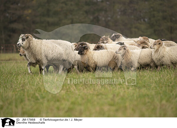 Drenthe Heideschafe / Drents sheeps / JM-17868