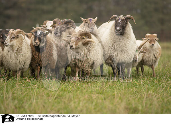 Drenthe Heideschafe / Drents sheeps / JM-17869