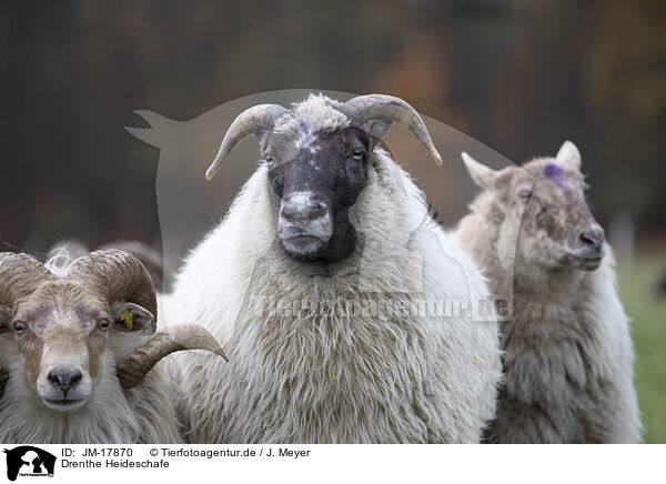 Drenthe Heideschafe / Drents sheeps / JM-17870