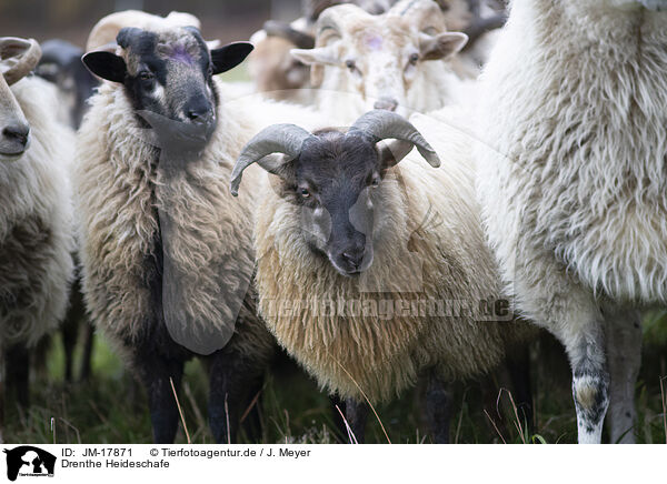 Drenthe Heideschafe / Drents sheeps / JM-17871