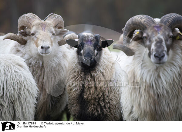 Drenthe Heideschafe / Drents sheeps / JM-17874