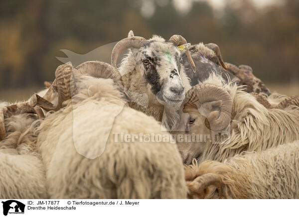 Drenthe Heideschafe / Drents sheeps / JM-17877