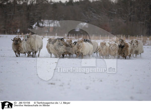 Drenthe Heideschafe im Winter / JM-19156