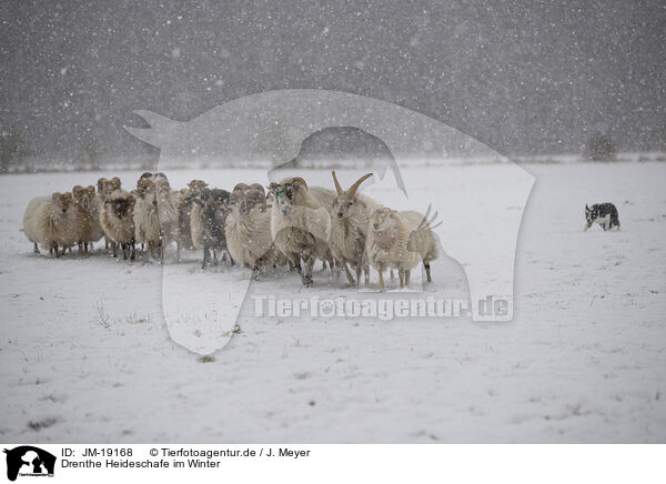 Drenthe Heideschafe im Winter / JM-19168