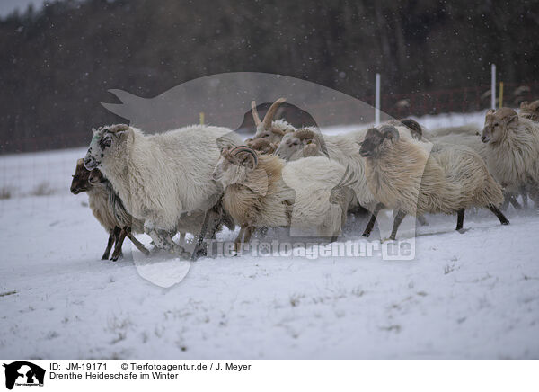 Drenthe Heideschafe im Winter / JM-19171