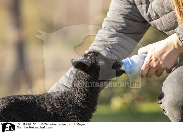 Drenthe Heideschaf Lamm / Drenthe sheep lamb / JM-20156