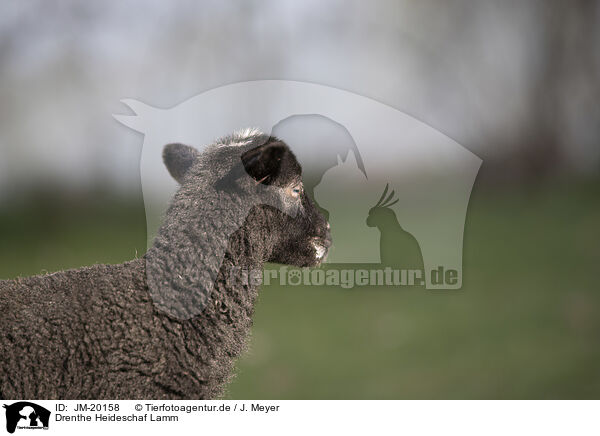 Drenthe Heideschaf Lamm / Drenthe sheep lamb / JM-20158