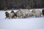 Drenthe Heideschafe im Winter