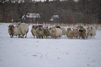 Drenthe Heideschafe im Winter